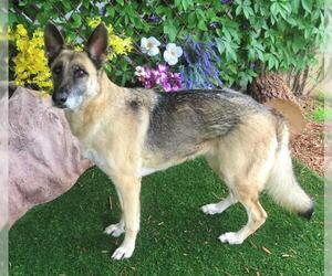 German Shepherd Dog Dogs for adoption in Oklahoma City, OK, USA