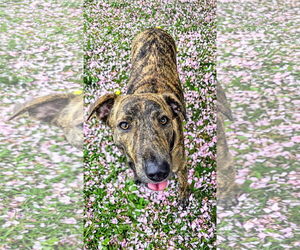 Mountain Cur-Unknown Mix Dogs for adoption in Rockaway, NJ, USA