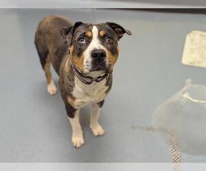 American Pit Bull Terrier-Catahoula Leopard Dog Mix Dogs for adoption in Denver, CO, USA