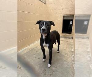 American Pit Bull Terrier Dogs for adoption in Ojai, CA, USA