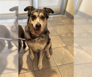 Catahoula Leopard Dog Dogs for adoption in Orange, CA, USA