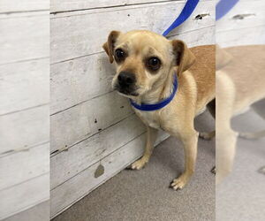 Chihuahua Dogs for adoption in San Bernardino, CA, USA