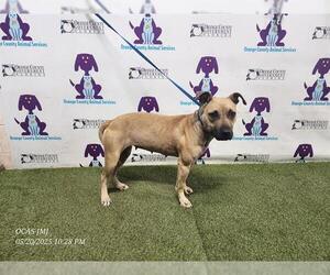 American Pit Bull Terrier-Unknown Mix Dogs for adoption in Orlando, FL, USA