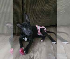 Labrador Retriever-Unknown Mix Dogs for adoption in The Woodlands, TX, USA