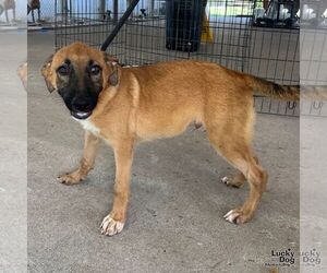Black Mouth Cur-Unknown Mix Dogs for adoption in Washington, DC, USA