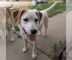 Mutt Dogs for adoption in Vail, AZ, USA