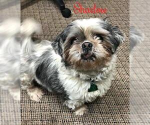 Shih Tzu Dogs for adoption in Cushing, OK, USA