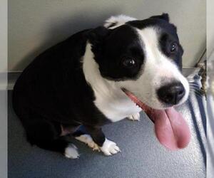 Border Collie-Unknown Mix Dogs for adoption in Glen Allen, VA, USA