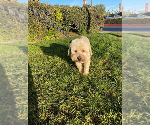 Maltese-Tibetan Terrier Mix Dogs for adoption in Victorville, CA, USA
