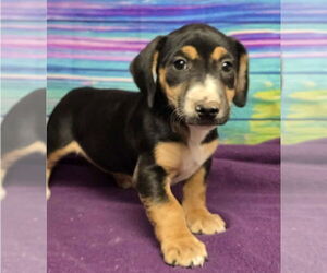 Bull Terrier-Dachshund Mix Dogs for adoption in Lakewood, CO, USA