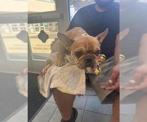 French Bulldog-Unknown Mix Dogs for adoption in San Antonio, TX, USA