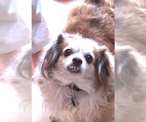 Havanese-Unknown Mix Dogs for adoption in Rutherfordton, NC, USA