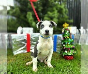 Mutt Dogs for adoption in Long Beach, CA, USA