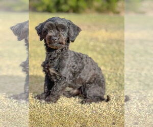 Maltipoo Dogs for adoption in PIPE CREEK, TX, USA