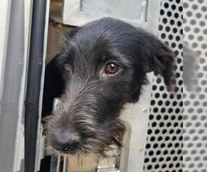 GIANT SCHNAUZER -Unknown Mix Dogs for adoption in San Antonio, TX, USA