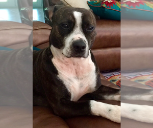 Boston Terrier-Unknown Mix Dogs for adoption in St. Augustine, FL, USA