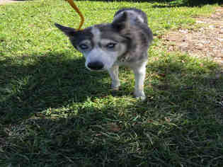Siberian Husky Dogs for adoption in Pasadena, TX, USA