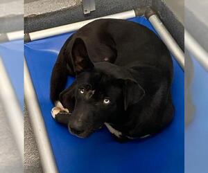 Labrador Retriever-Unknown Mix Dogs for adoption in San Antonio, TX, USA