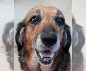 Corgi Basset Dogs for adoption in San Pablo, CA, USA