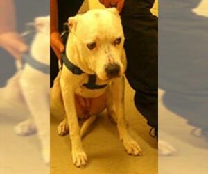Mutt Dogs for adoption in Sanford, FL, USA