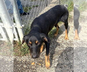 Black and Tan Coonhound Dogs for adoption in Rockaway, NJ, USA