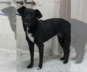 Labrador Retriever Dogs for adoption in Conroe, TX, USA