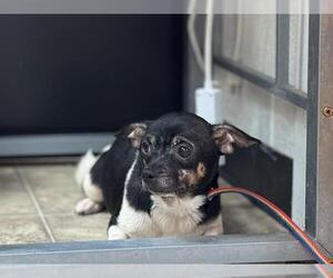 Chihuahua-Unknown Mix Dogs for adoption in Raleigh, NC, USA
