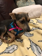Chihuahua Dogs for adoption in Essex, VT, USA