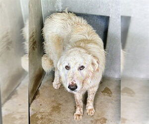 Great Pyrenees Dogs for adoption in San Bernardino, CA, USA