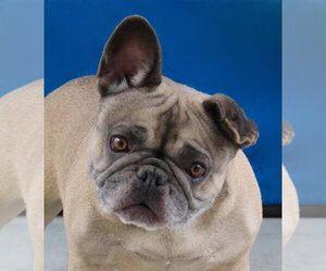 Pug Dogs for adoption in Pasadena, CA, USA