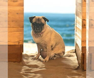 Pug Dogs for adoption in Menifee, CA, USA