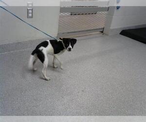 Chihuahua Dogs for adoption in Pasadena, TX, USA