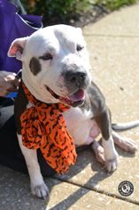 American Staffordshire Terrier Dogs for adoption in White Marsh, MD, USA