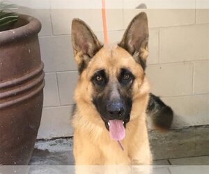 German Shepherd Dog Dogs for adoption in pomona, CA, USA