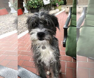 Havanese Dogs for adoption in Menifee, CA, USA
