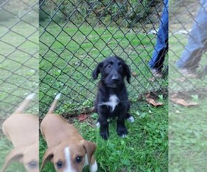 Mutt Dogs for adoption in Candler, NC, USA