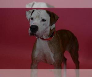 American Bulldog Dogs for adoption in West Palm Beach, FL, USA