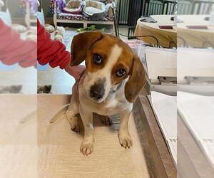 Beagle Dogs for adoption in Benton, LA, USA
