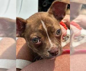 Boston Terrier-Unknown Mix Dogs for adoption in Oakhurst, NJ, USA