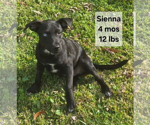 Feist Terrier-Unknown Mix Dogs for adoption in Virginia Beach, VA, USA