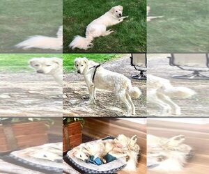 Great Pyrenees Dogs for adoption in Columbus, IN, USA
