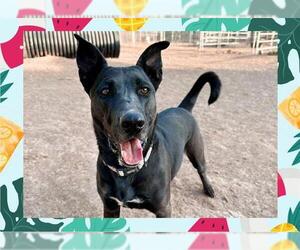 Labrador Retriever Dogs for adoption in Ojai, CA, USA