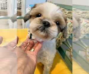 Shinese Dogs for adoption in Santa Clarita, CA, USA