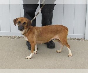 Chiweenie Dogs for adoption in Louisville, KY, USA