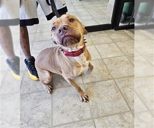 American Pit Bull Terrier-Unknown Mix Dogs for adoption in Norfolk, VA, USA