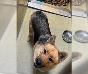 German Shepherd Dog Dogs for adoption in Rancho Cucamonga, CA, USA