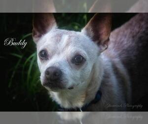 Chug Dogs for adoption in Leesburg, FL, USA