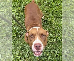 American Staffordshire Terrier Dogs for adoption in Fort Lauderdale, FL, USA