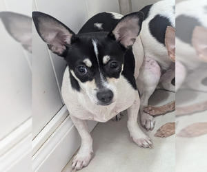 Chihuahua Dogs for adoption in Oakland Park, FL, USA