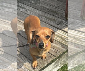 Dachshund Dogs for adoption in York, SC, USA